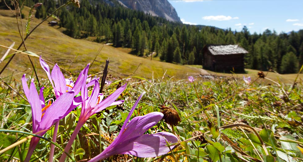 2010_09_frhling_alm
